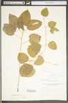 Smilax herbacea