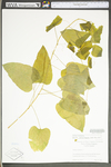 Smilax herbacea