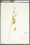 Smilax herbacea