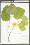 Smilax herbacea