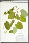 Smilax herbacea