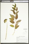 Smilax herbacea