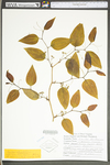 Smilax rotundifolia