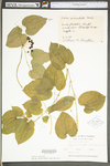 Smilax pulverulenta