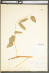 Smilax pulverulenta