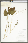 Smilax pulverulenta