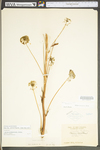 Smilax pulverulenta