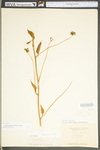 Smilax pulverulenta