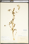 Smilax pulverulenta