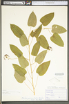 Smilax pulverulenta