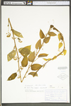 Smilax pulverulenta