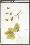 Smilax pulverulenta