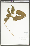 Smilax pulverulenta