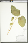 Smilax pulverulenta