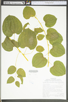 Smilax rotundifolia