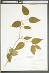 Smilax rotundifolia