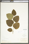 Smilax rotundifolia