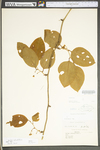 Smilax rotundifolia