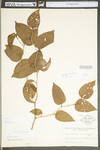 Smilax rotundifolia