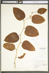 Smilax rotundifolia