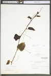 Smilax rotundifolia