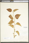 Smilax rotundifolia