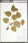 Smilax rotundifolia