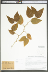 Smilax rotundifolia