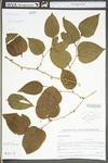 Smilax rotundifolia