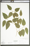 Smilax rotundifolia