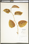 Smilax rotundifolia