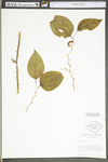 Smilax rotundifolia