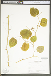 Smilax rotundifolia