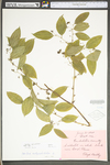 Smilax rotundifolia