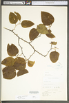 Smilax rotundifolia