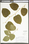 Smilax rotundifolia