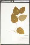 Smilax rotundifolia