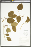 Smilax rotundifolia