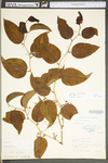 Smilax rotundifolia