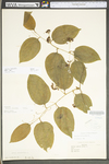 Smilax tamnoides