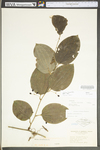 Smilax tamnoides