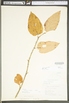 Smilax tamnoides