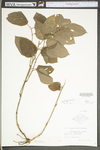 Smilax tamnoides