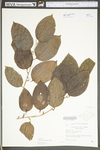 Smilax tamnoides