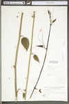 Smilax tamnoides