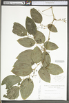 Smilax tamnoides