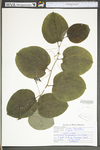 Smilax tamnoides