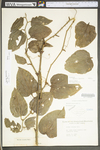 Smilax tamnoides