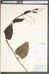 Smilax tamnoides