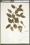 Smilax tamnoides